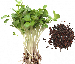 Kale microgreens 